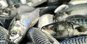 Northbay Palegic Mackerel